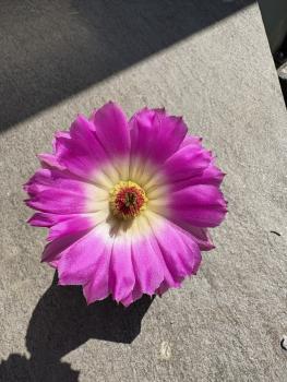 Echinocereus rigidissimus subs rubispinus